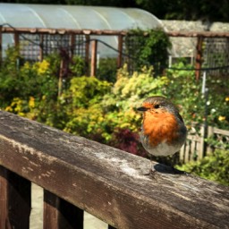 European Robin (crumb eater!)