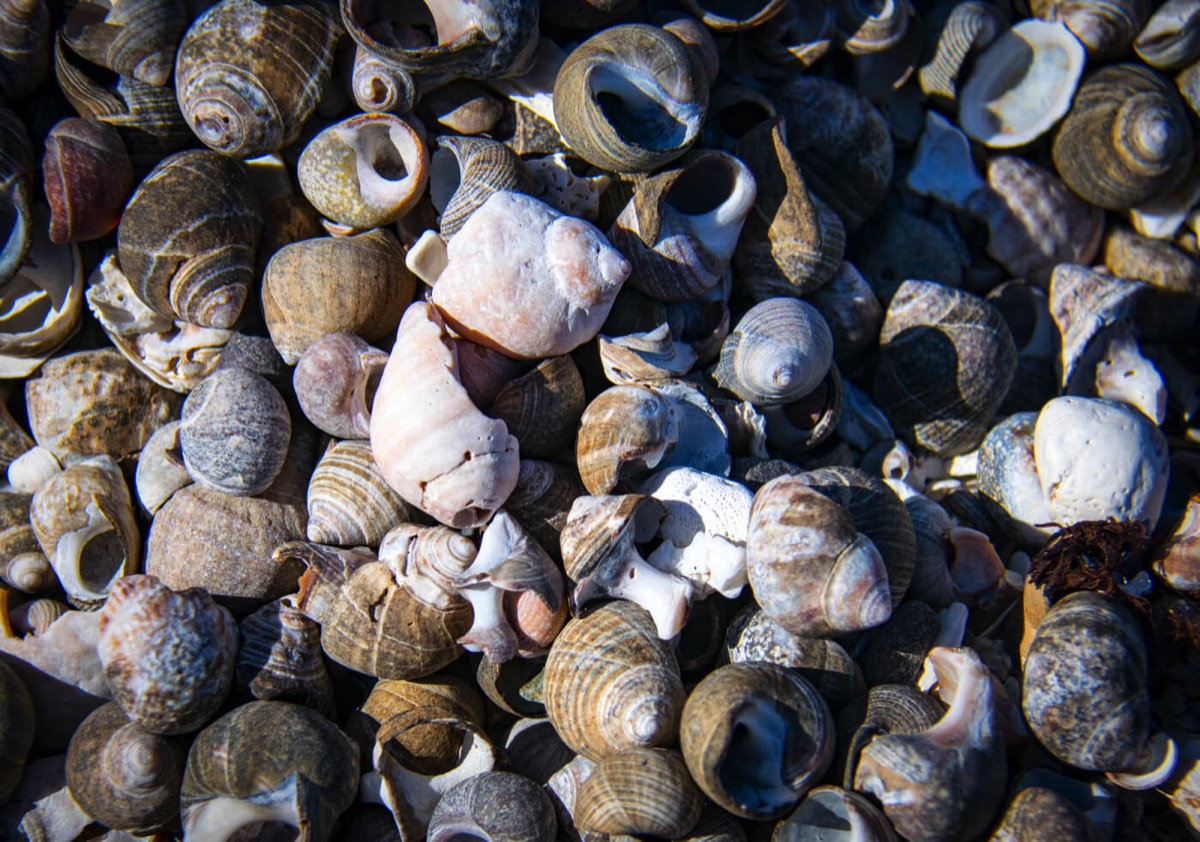 shells