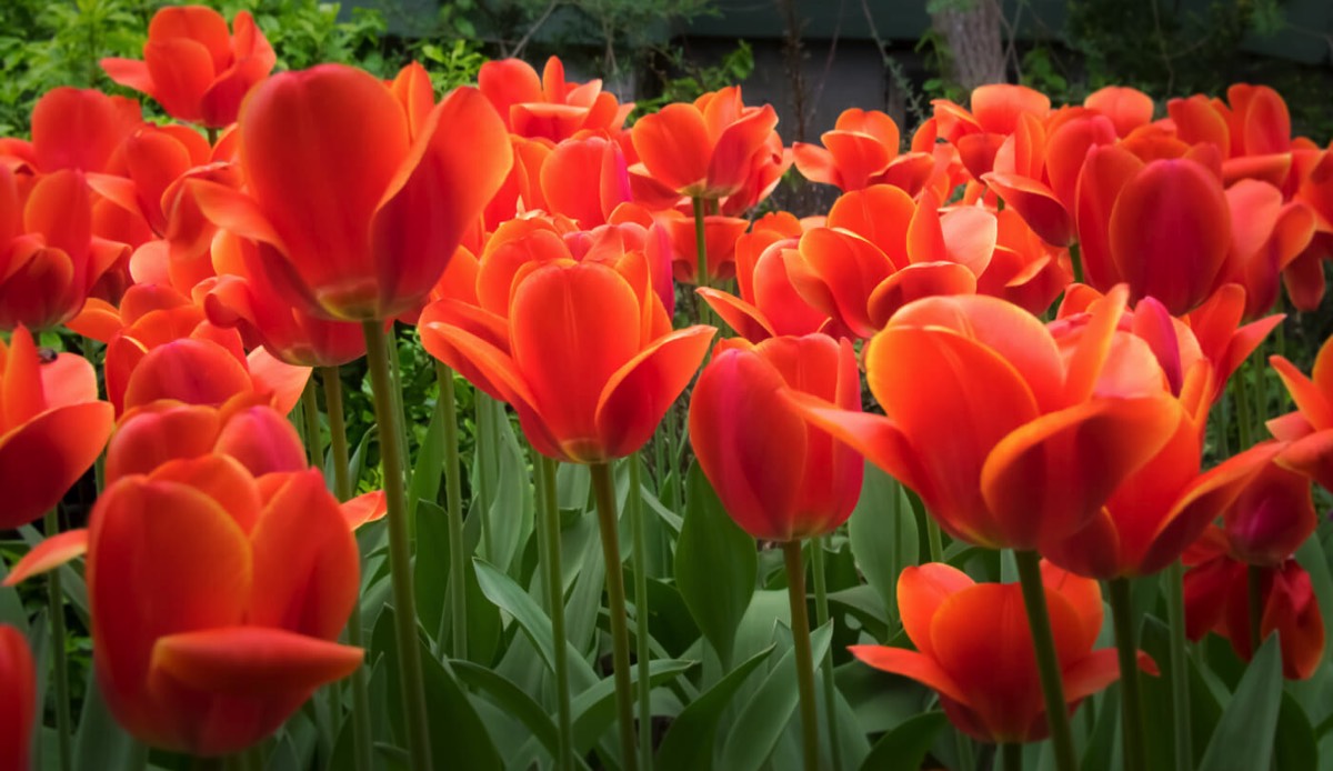 tulips